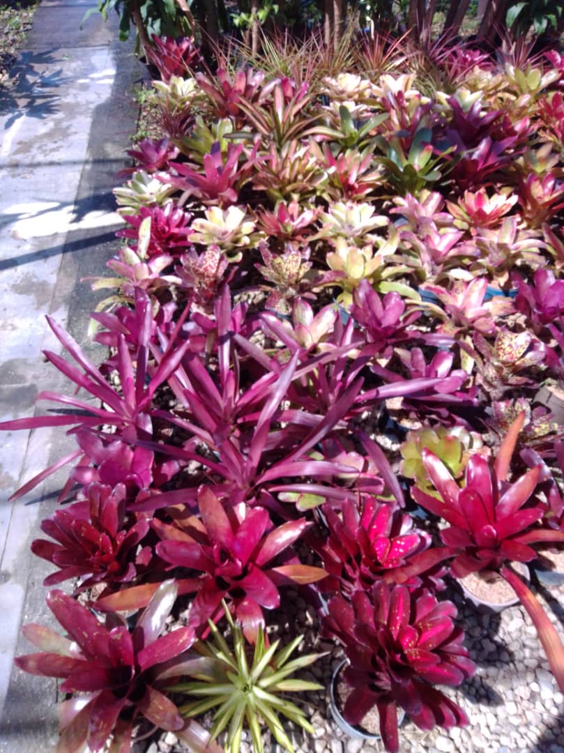Bromelia - Vivero Mañongo c.a