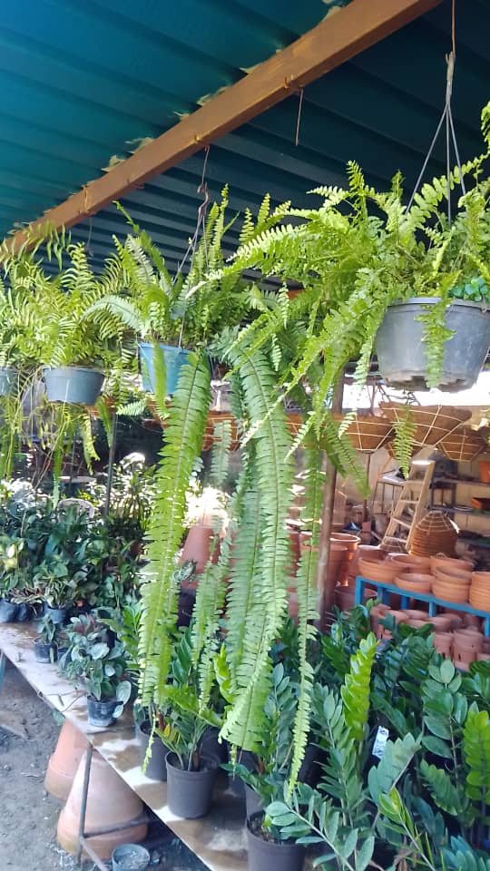 Helechos - Vivero Mañongo c.a