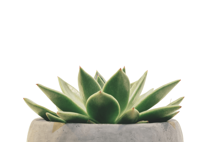 Foto de Echeveria